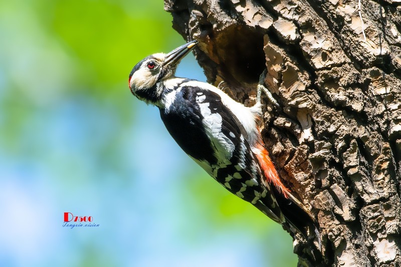 林中啄木鸟（67）