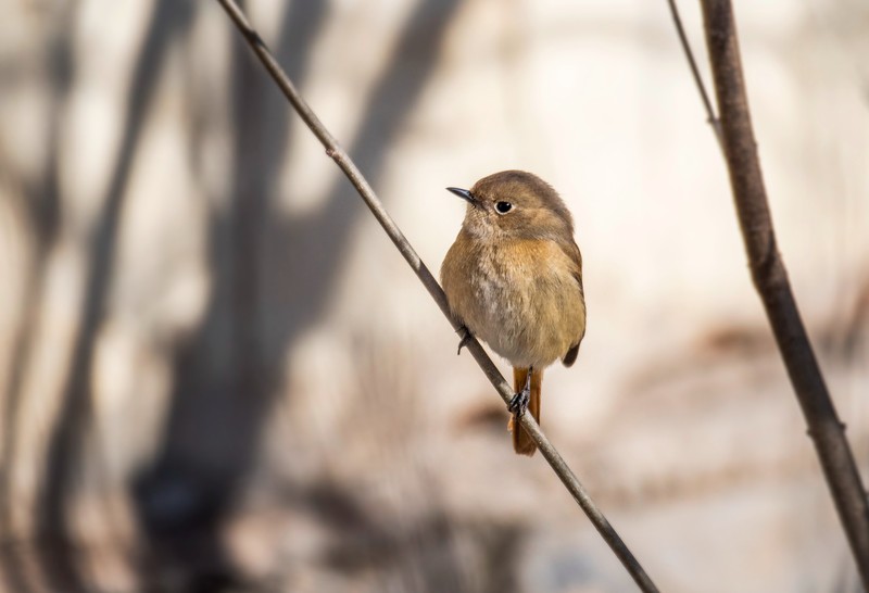 北红尾鸲雌鸟（四）