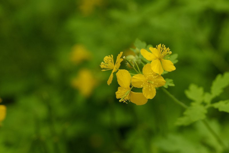 山黄连花