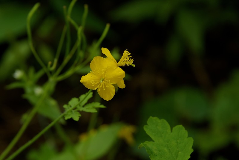山黄连花
