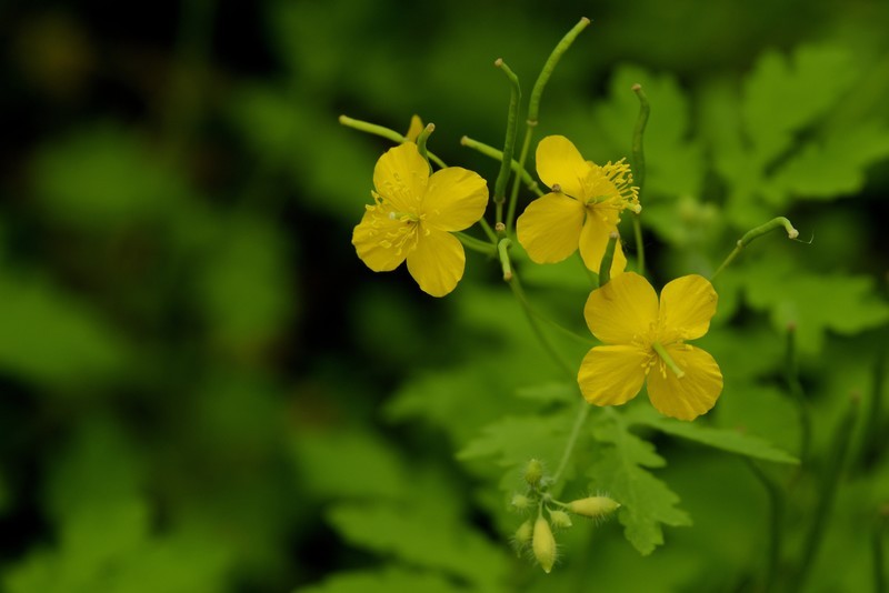 山黄连花