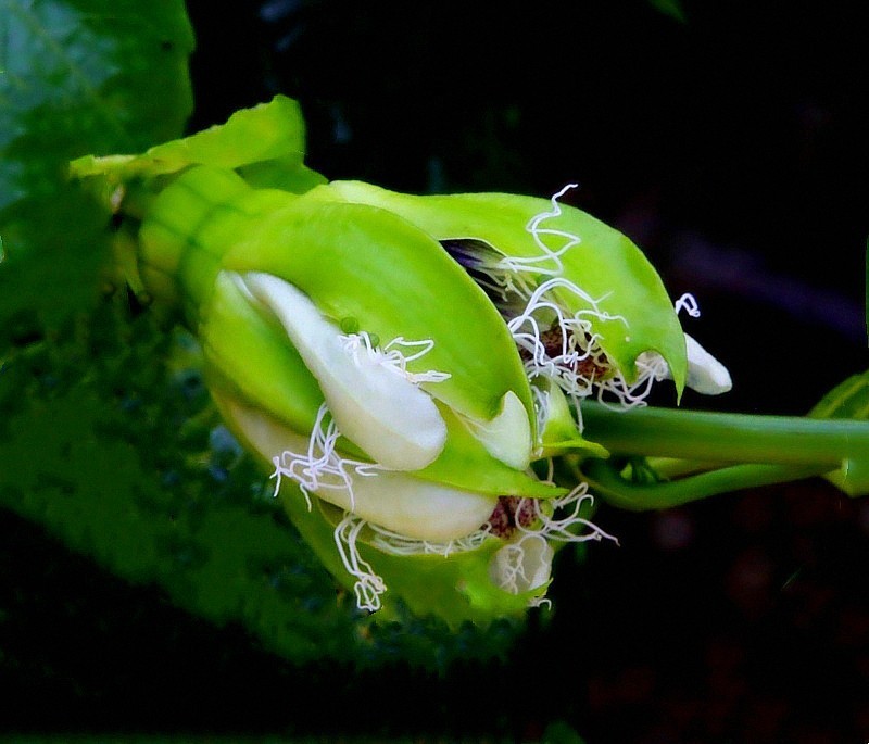 1052【不老松：二游海南纪实】临高长島兰湾邻村的百香果！