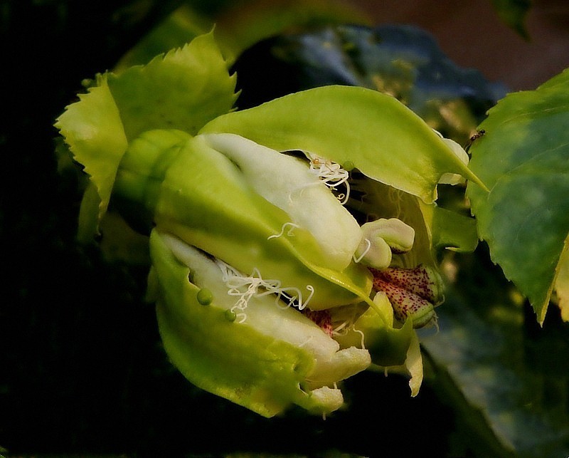 1052【不老松：二游海南纪实】临高长島兰湾邻村的百香果！