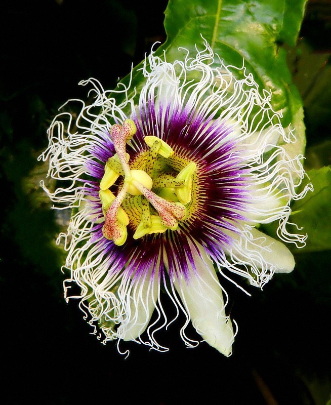 1052【不老松：二游海南纪实】临高长島兰湾邻村的百香果！