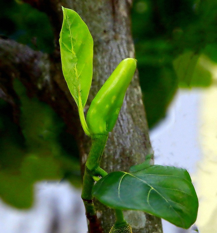 1053【不老松：二游海南纪实】临高长島兰湾邻村的菠萝蜜!