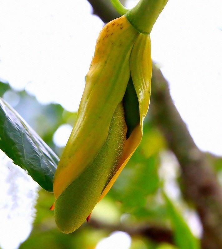 1053【不老松：二游海南纪实】临高长島兰湾邻村的菠萝蜜!