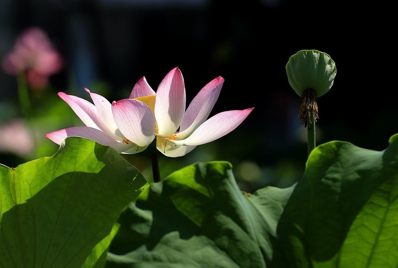 荷花 (74)
