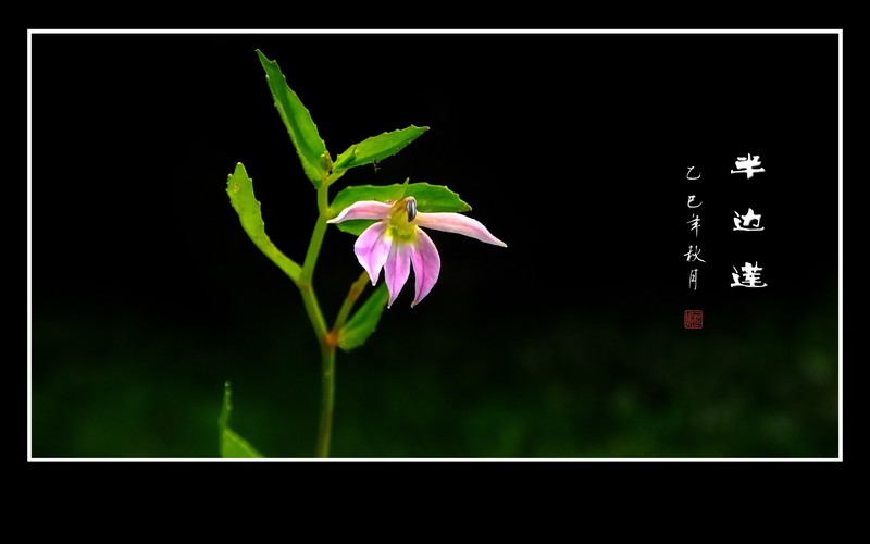 小巧可爱的半边莲花