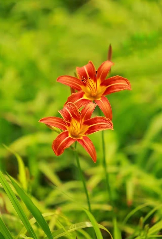 大花萱草
