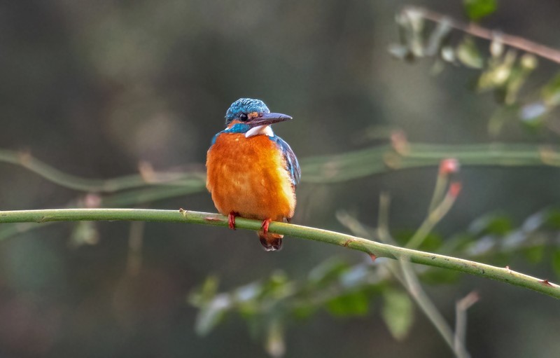 小翠鸟（十八）
