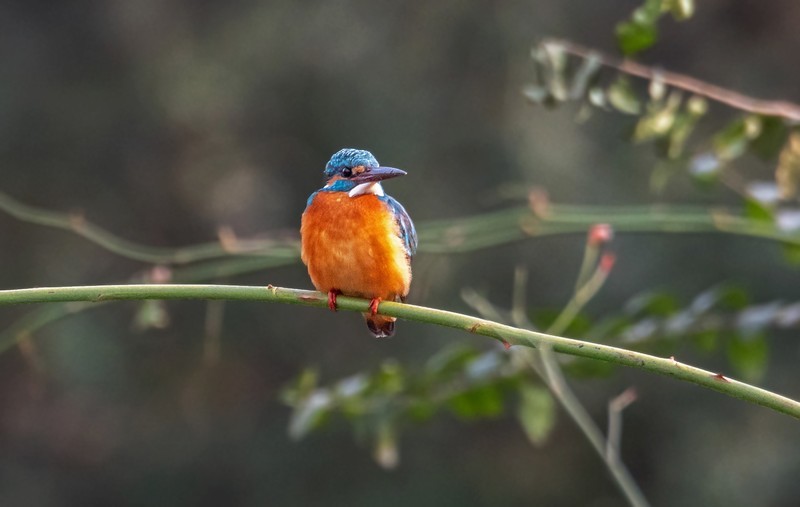 小翠鸟（十八）