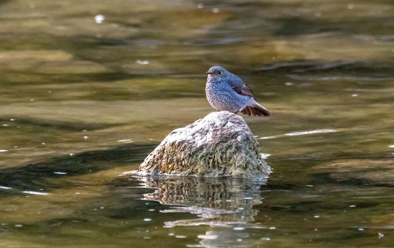 红尾水鸲（十三）