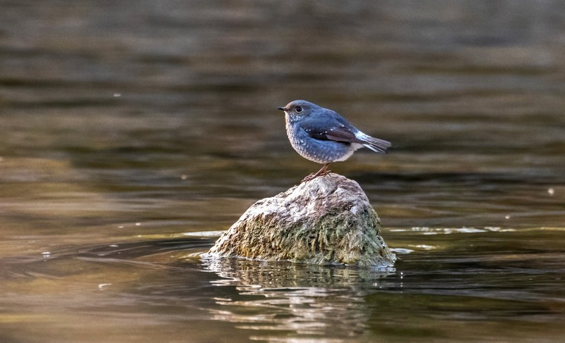 红尾水鸲（十三）