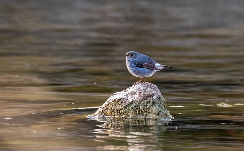红尾水鸲（十三）