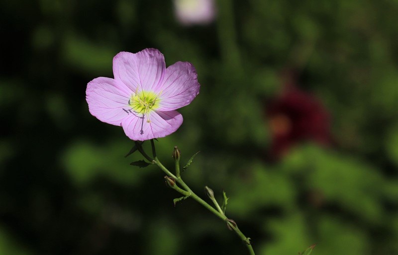 月见草花(2)