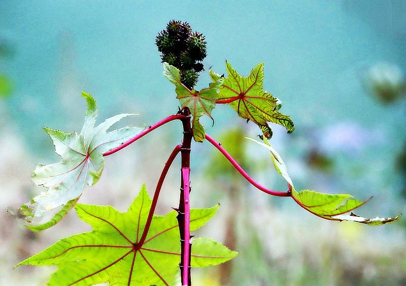 1057【不老松：二游海南纪实】临高长島兰湾的蓖麻子！比北方的鲜艳！