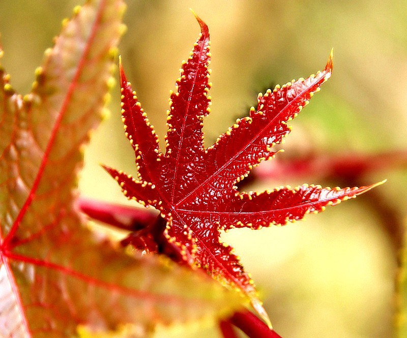 1057【不老松：二游海南纪实】临高长島兰湾的蓖麻子！比北方的鲜艳！