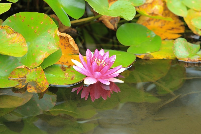 拍摄花卉一（814）