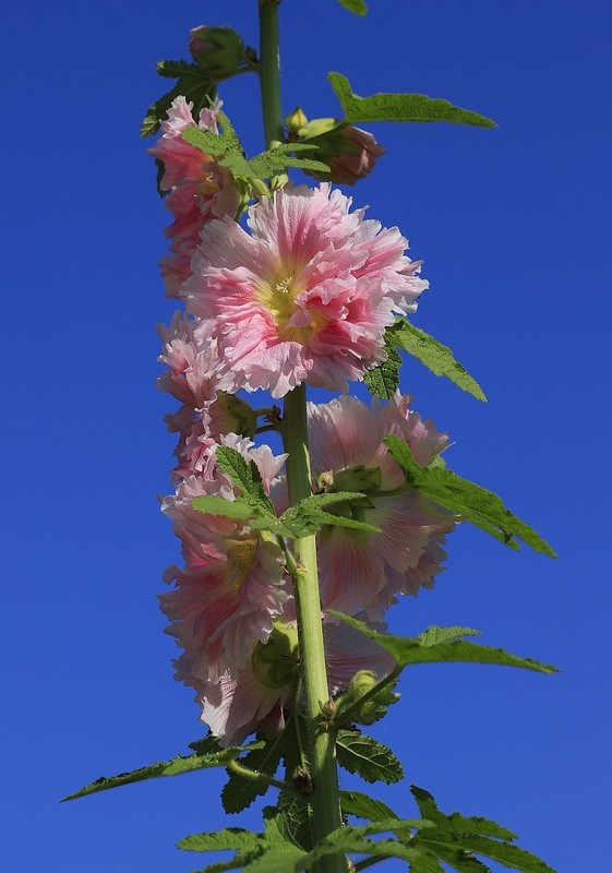蜀葵花 (4)