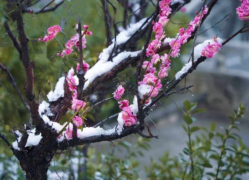 红梅傲雪（11）