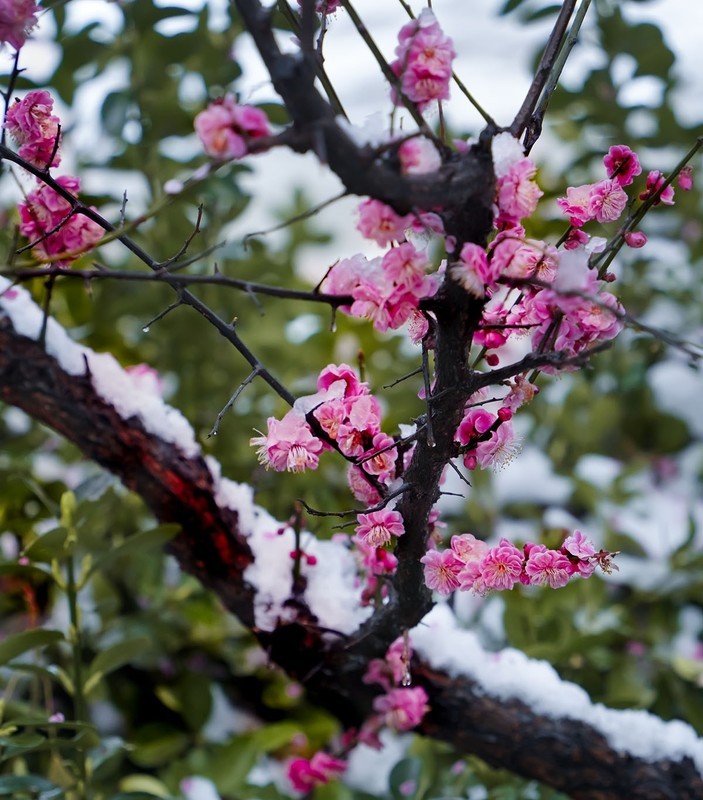 红梅傲雪（11）