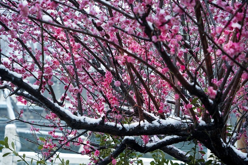 红梅傲雪（11）