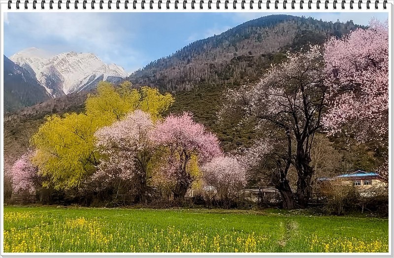 2026年-西藏林芝桃花纪实抓拍-0204