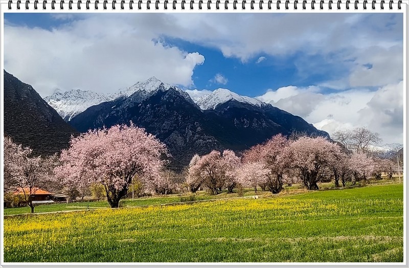 2026年-西藏林芝桃花纪实抓拍-0204