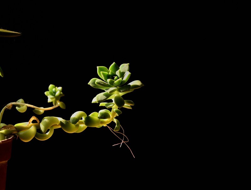 2026花卉植物赏析———多肉【1】