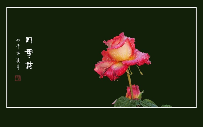 天落小雨花滴泪，珠缠月季色更娇