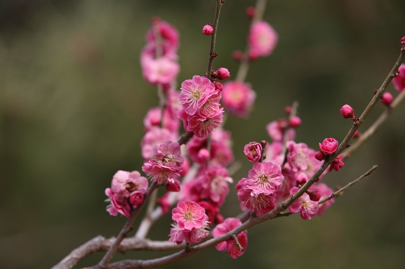 枝头知信早  花鸟共清芳