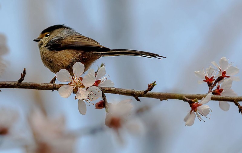 枝头知信早  花鸟共清芳