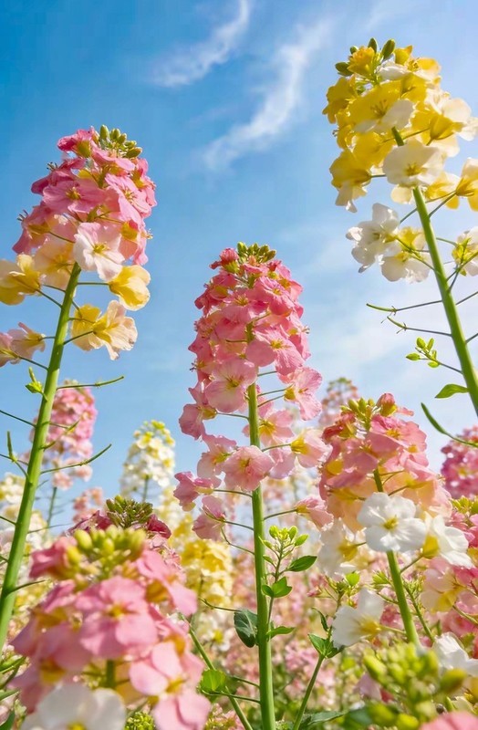 农大多彩油菜花试验田2