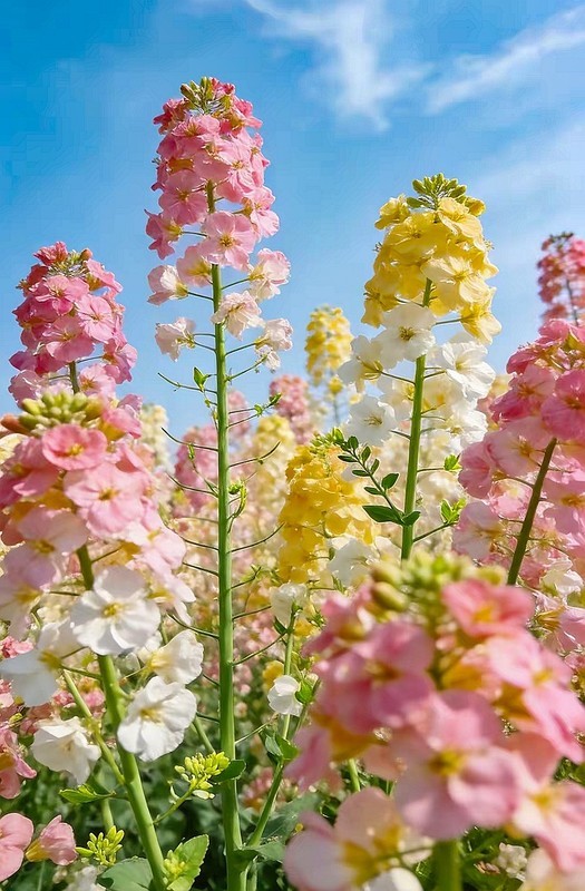 农大多彩油菜花试验田2