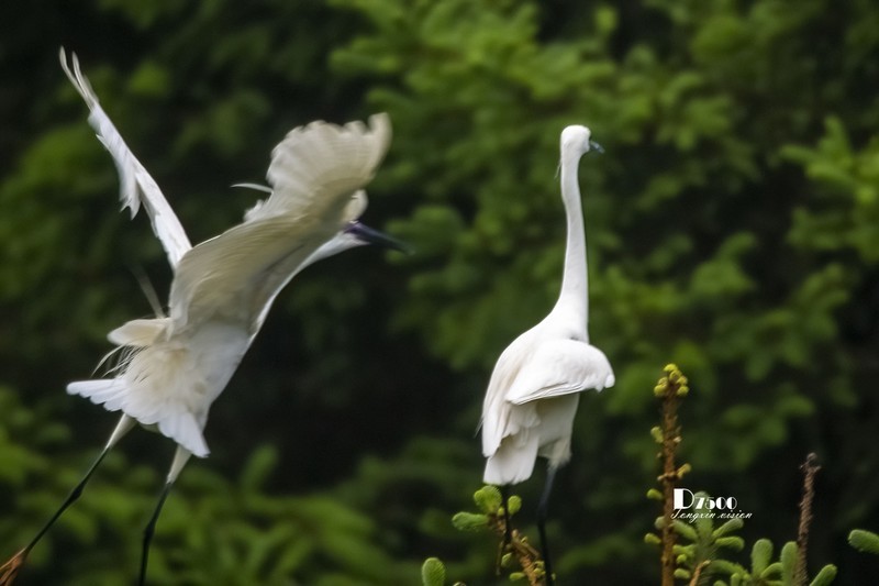 鹜岛里的白鹭（99）