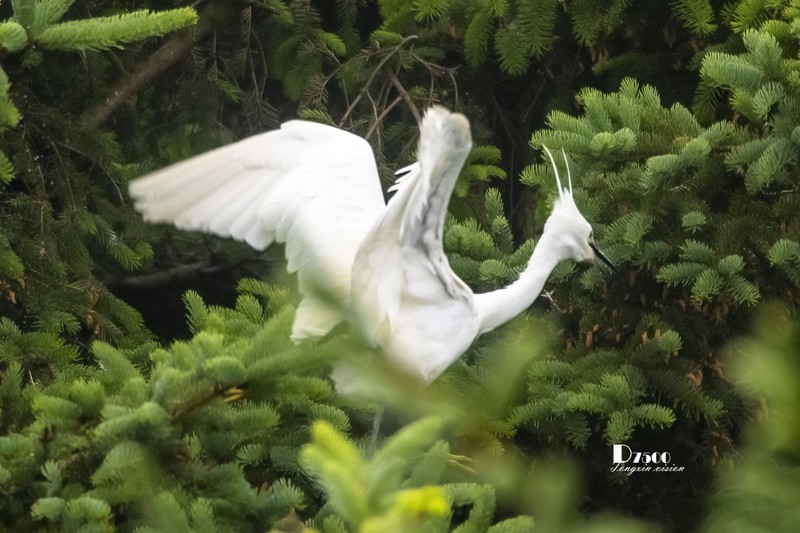 鹜岛里的白鹭（99）