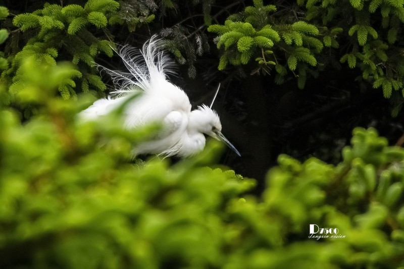 鹜岛里的白鹭（99）