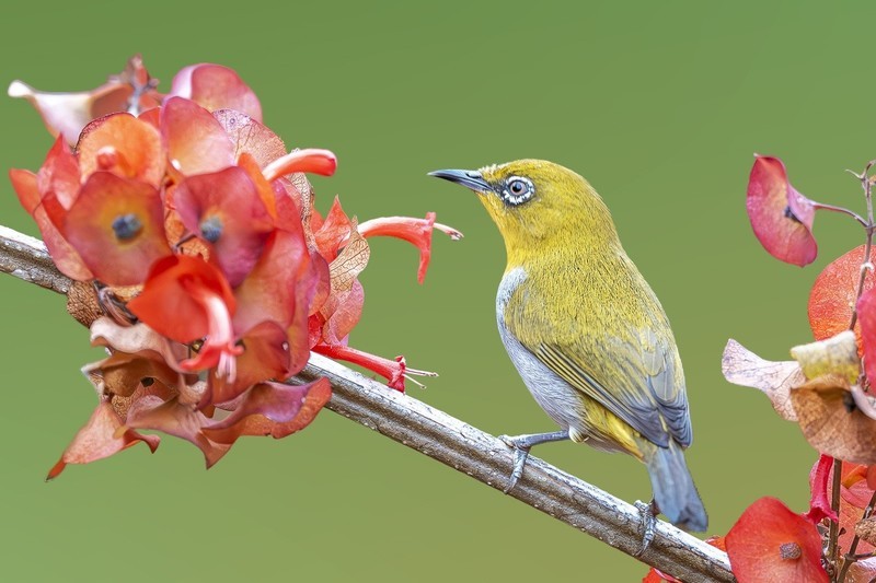 轻啄芳蕊珠露润，巧啭娇喉玉韵清。