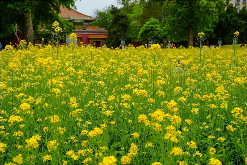 2026年第0623贴 -北海公园油菜花（0920）