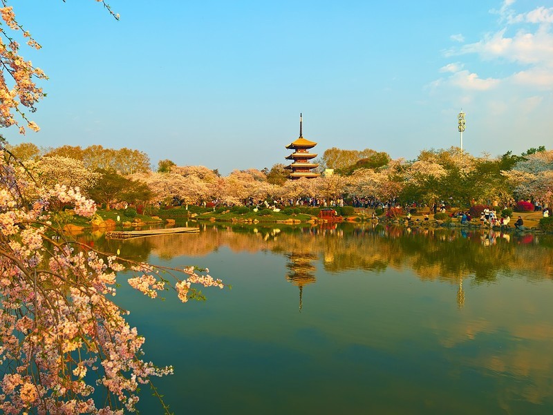 武汉东湖樱花园21