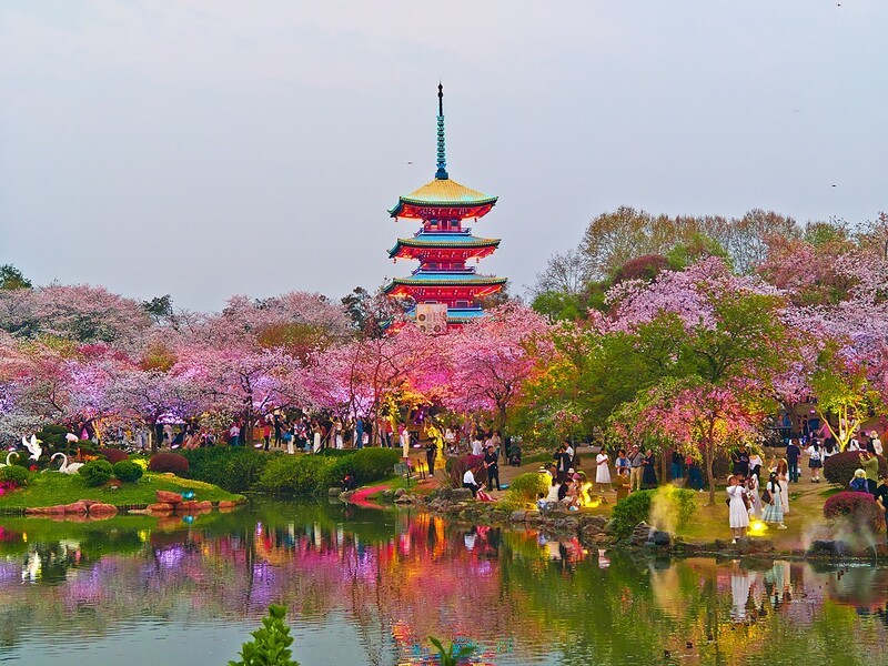 武汉东湖樱花园21