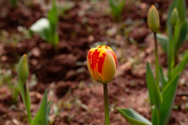 植物园拍郁金香 5