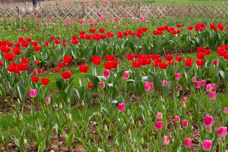 植物园拍郁金香 5
