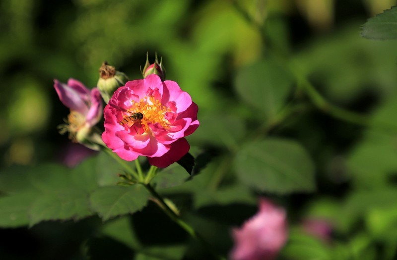 花卉