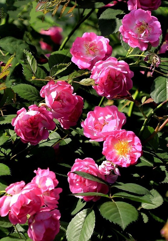 花卉