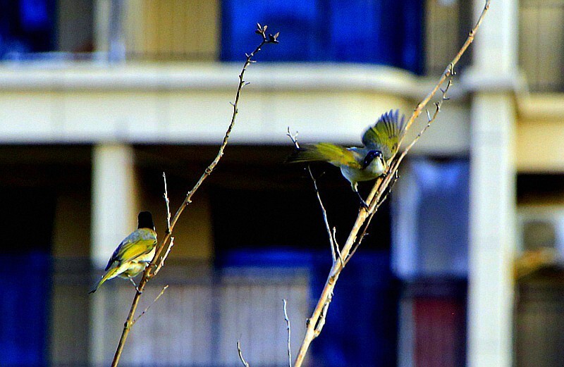 1071【不老松：二游海南纪实】临高长島兰湾的 鸟！