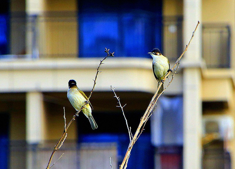 1071【不老松：二游海南纪实】临高长島兰湾的 鸟！