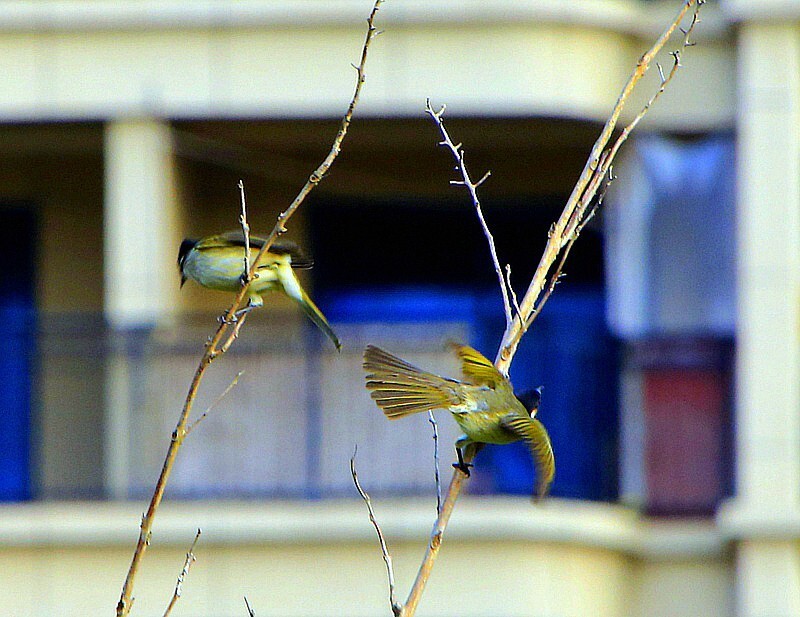 1071【不老松：二游海南纪实】临高长島兰湾的 鸟！