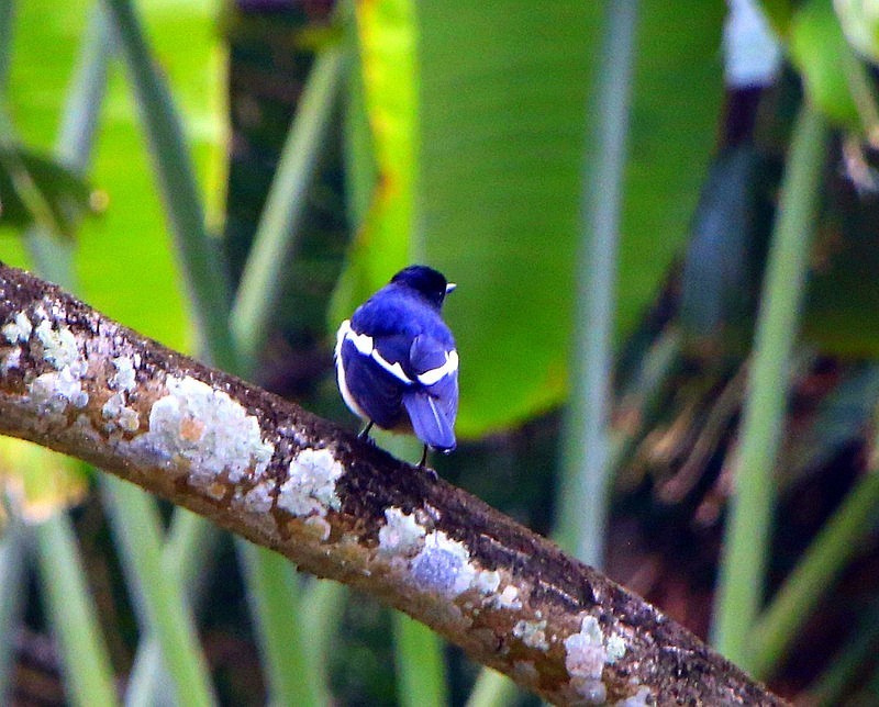 1072【不老松：二游海南纪实】临高长島兰湾的 鸟!