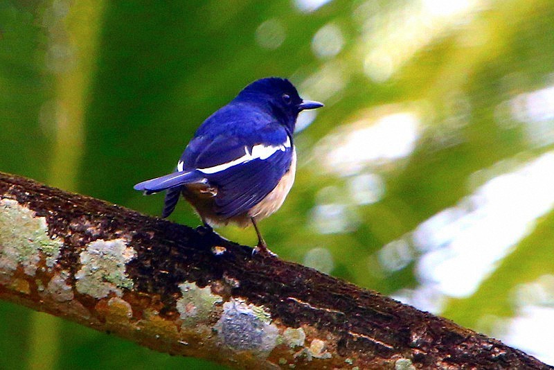 1072【不老松：二游海南纪实】临高长島兰湾的 鸟!